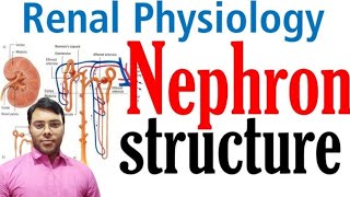 Nephron structure and function  Excretory system in hindi  class 10 [upl. by Bala]