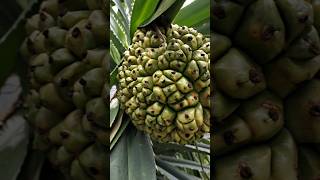 தாழம்பூ✨ தாழைமரம்🌳 தாழை காய்🍍 thalampoo shorts exotic flowers yt pandanus video fruit ytfeed [upl. by Campy]