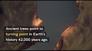 Ancient trees show turning point in Earth history 42000yr ago [upl. by Atiana416]