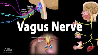 Vagus Nerve  Neuroanatomy and Functions Animation [upl. by Moureaux]