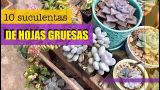 10 Suculentas de Hojas gruesas [upl. by Ahrat143]