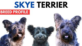 Skye Terrier Breed Profile History  Price  Traits  Skye Terrier Grooming Needs  Lifespan [upl. by Auqinu]