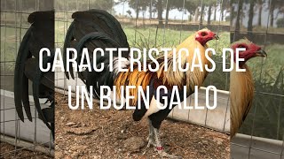 9 características que debe de tener un buen gallo [upl. by Malo]