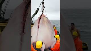 Monstros marinhos gigantes capturados por pescadores criaturasmarinas viralvideo misterio [upl. by Luciano]