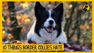 10 Things Border Collies Hate That You Should Avoid [upl. by Endaira614]