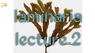 Reproduction in laminaria for class BSc BS [upl. by Hayidah249]