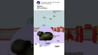 How ATP synthase works ATPsynthase electrontransportchain shorts medicalmemes [upl. by Lundell]