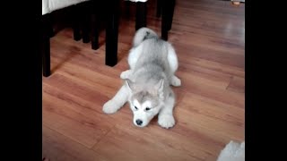 Alaskan malamute puppy talk [upl. by Arras]