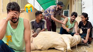 ALHAMDULILLAH APNI COW KO QURBAN KARDIA 😭 EMOTIONAL  MISHKAT KHAN [upl. by Andris38]