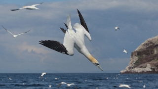 The Gannets Of Bass Rock  The Largest Gannet Colony In The World amp Their Relationship With Dolphins [upl. by Alicul]