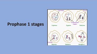 Prophase 1 Stages I Leptotene Zygotene Pachytene Diplotene Diakinesis I Meiosis1 I Recombination [upl. by Ylatan196]