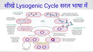 Lysogenic Cycle of lambda phage  Bsc First Year [upl. by Mik]