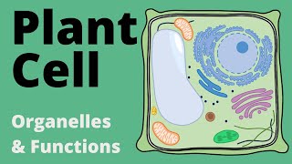 Structure and Function of the PLANT CELL explained Organelles [upl. by Eclud]