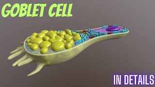 Goblet cells in details Cytology part 80 [upl. by Ruphina52]