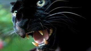 The Mystery of Britains Alien Big Cats [upl. by Ahsietal]