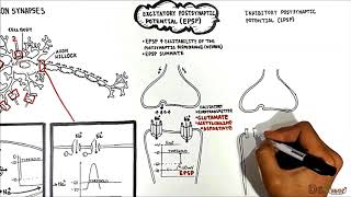 Neuron Neuron Synapses EPSP vs IPSP [upl. by Acined]