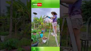 Make a trellis for climbing plants privategarden [upl. by Arihsaj]