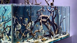 My big freshwater Angelfish 🐠 tank setup  Underwater 🫧 look of my aquarium  Full HD [upl. by Hanford]