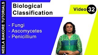 Biological Classification  NEET  Fungi  Ascomycetes  Penicillium  Neela Bakore Tutorials [upl. by Aleil]