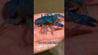 BLUE Crayfish FOUND [upl. by Aibun]