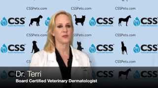 Staph amp Your Dogs Skin Disease [upl. by Adnohs247]