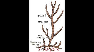 Ectocarpus Morphology [upl. by Lachman740]