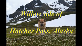 Off trail hike on Willow side of Hatcher Pass Alaska [upl. by Bennett814]