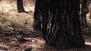 Coatimundi animals in southern Arizona [upl. by Brenner948]