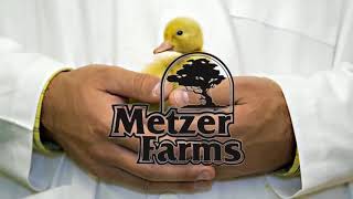 Order Ducklings amp Goslings from Metzer Farms [upl. by Esirehs]