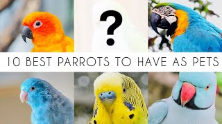 10 Best parrot breeds to have as pets [upl. by Alyn]