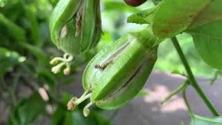 Passion Fruit  Passiflora edulis General Care Guide Sunlight Propagation Fertilization [upl. by Nahamas]