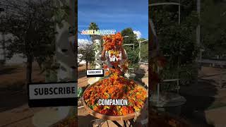 MARIGOLD Flower vertical forming garden sustainablegardeningindoorfarminggardeningurbanfarming [upl. by Ahtar]