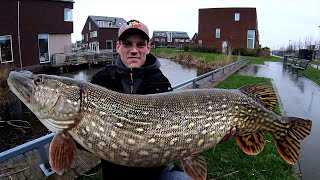 BROCHET GEANT 143CM  RECORD EXTREME  monster pike [upl. by Jew]