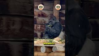 Gorillerin Beslenmesindeki Şok Edici Gerçek Tahmin Edemezsiniz 🦍 [upl. by Airehs513]