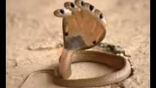 Five Headed Snake In India [upl. by Emearg304]