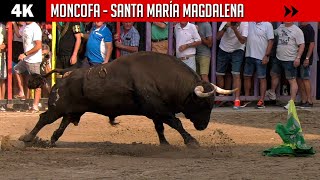 TOROS EN 4K ▪ MONCOFA ▪ Santa Maria Magdalena ▶ Toros bravos y vacas salvajes [upl. by Eward]