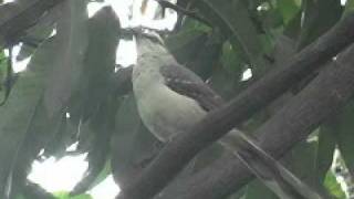 Sinsonte  Tropical Mockingbird  Mimus gilvus [upl. by Redep]