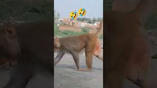 Bhaiya rok Lo usse funny comedy 🤣🤣🤣🐒🐒🙏🙏🙏 [upl. by Case]