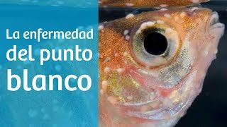 Punto blanco · Causas síntomas y tratamiento del acuario 🔬 [upl. by Mulcahy740]