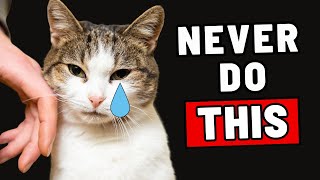 10 Things a Cat Will NEVER Forgive [upl. by Drofub]