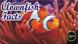 Clownfish  Facts  Factify [upl. by Priscella586]