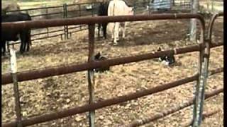 Knight Family Border Collies breaking rank cattle [upl. by Devinne]