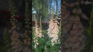 Growing Foxgloves 101 [upl. by Edea]