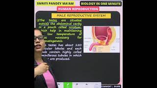 3 TESTES  MALE REPRODUCTIVE SYSTEM neet upsc biology neetbiology ssc reproduction [upl. by Feeley]