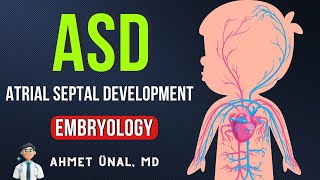 ❤ ATRIAL SEPTUMSEPTAL DEVELOPMENT  EMBRYOLOGY ANIMATION [upl. by Haye]