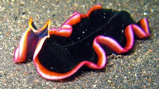 Facts Marine Flatworms [upl. by Narcis]