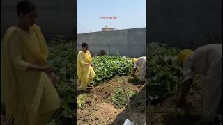 Day02366 how to maintain kitchen garden minivlog shorts sahotavlogerz [upl. by Ettegirb878]