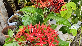 Ixora plant care How to grow Ixora flowerGrow in potflowergardenplant [upl. by Zenobia]