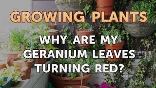 Why Are My Geranium Leaves Turning Red [upl. by Ahscrop]