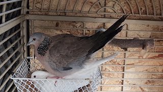 ringneck doves spotted doves and zebra doves [upl. by Atworth]